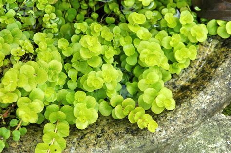 圓形葉子的植物|5種圓葉植物，養護簡單寓意好，喜歡嗎？